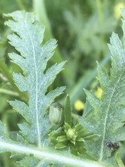 Cassida stigmatica