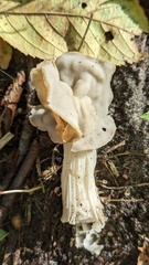 Helvella crispa