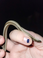 Tropidoclonion lineatum