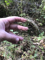 Agrostis perennans