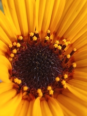 Helianthinae