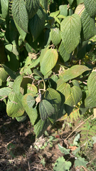 Viburnum rhytidophyllum