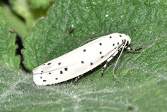 Ethmia coscineutis