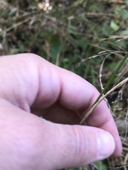 Agrostis perennans