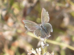 Cupido amyntula