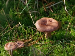 Fungi