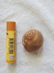 Neverita duplicata