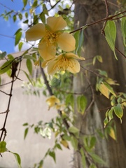 Philadelphus mexicanus