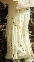 Helvella crispa
