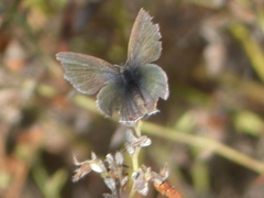 Cupido amyntula