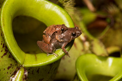 Microhyla nepenthicola