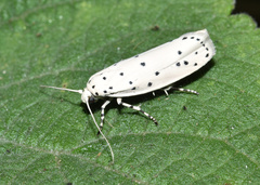 Ethmia coscineutis