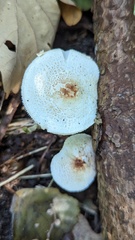 Lepiota cristata