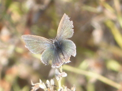 Cupido amyntula