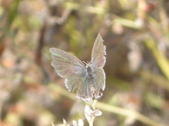 Cupido amyntula