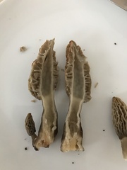 Morchella rufobrunnea