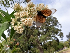 Acraea horta