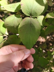 Viburnum rafinesqueanum
