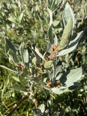 Salix petrophila