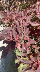 Iresine diffusa herbstii