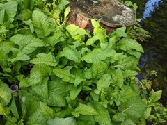 Rorippa amphibia