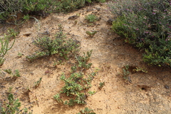 Pelargonium radulifolium