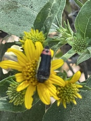 Acmaeodera flavomarginata