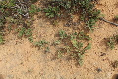 Pelargonium radulifolium