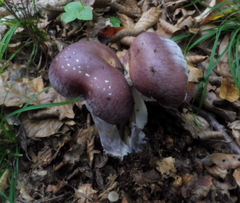 Cortinarius praestans