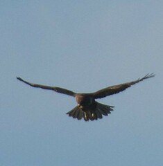Buteo buteo