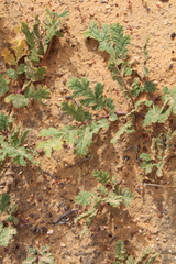Pelargonium radulifolium