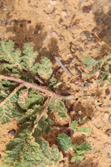 Pelargonium radulifolium