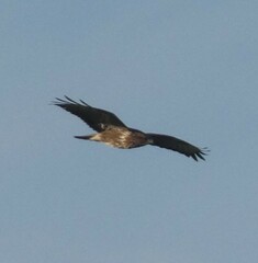 Buteo buteo