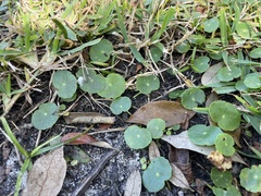 Hydrocotyle umbellata