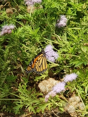 Danaus plexippus
