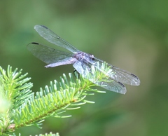 Libellula incesta