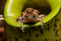 Microhyla nepenthicola