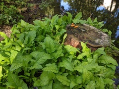 Rorippa amphibia
