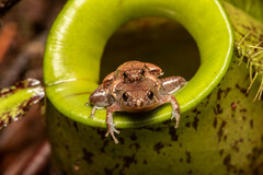 Microhyla nepenthicola