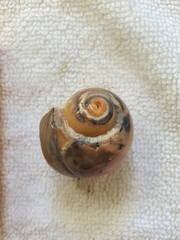 Neverita duplicata