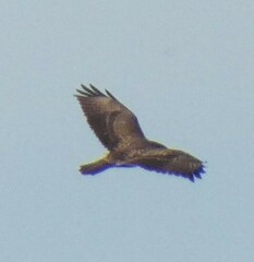 Buteo buteo