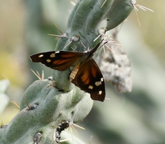 Libytheana carinenta mexicana