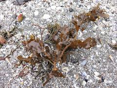 Sargassum sinclairii