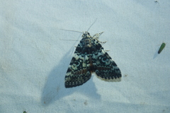 Catocala connubialis