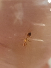 Camponotus baldaccii