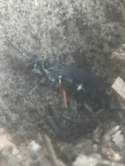 Episyron conterminus