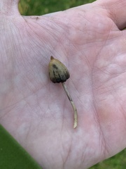 Psilocybe semilanceata