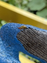 Isotes mexicana
