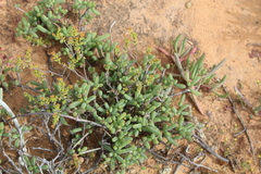 Senecio abbreviatus