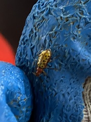 Isotes mexicana